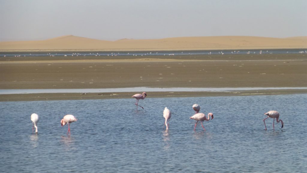 Flamingos bei Walfisch Bay