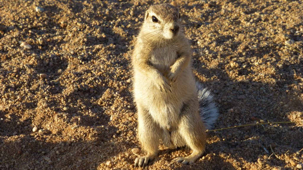 Bissiges Ground Squirrel
