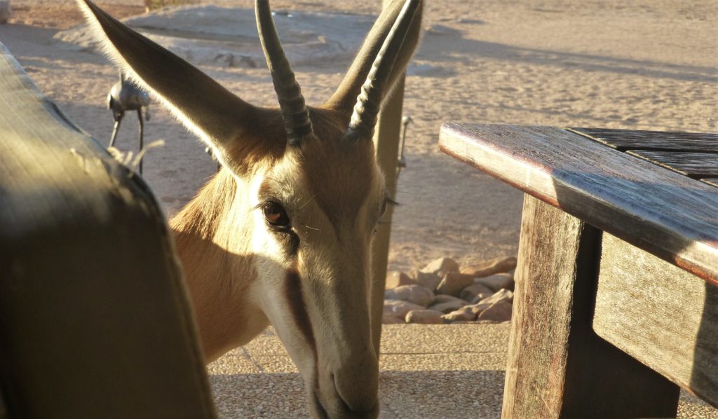 Antilopen-Dame Amber